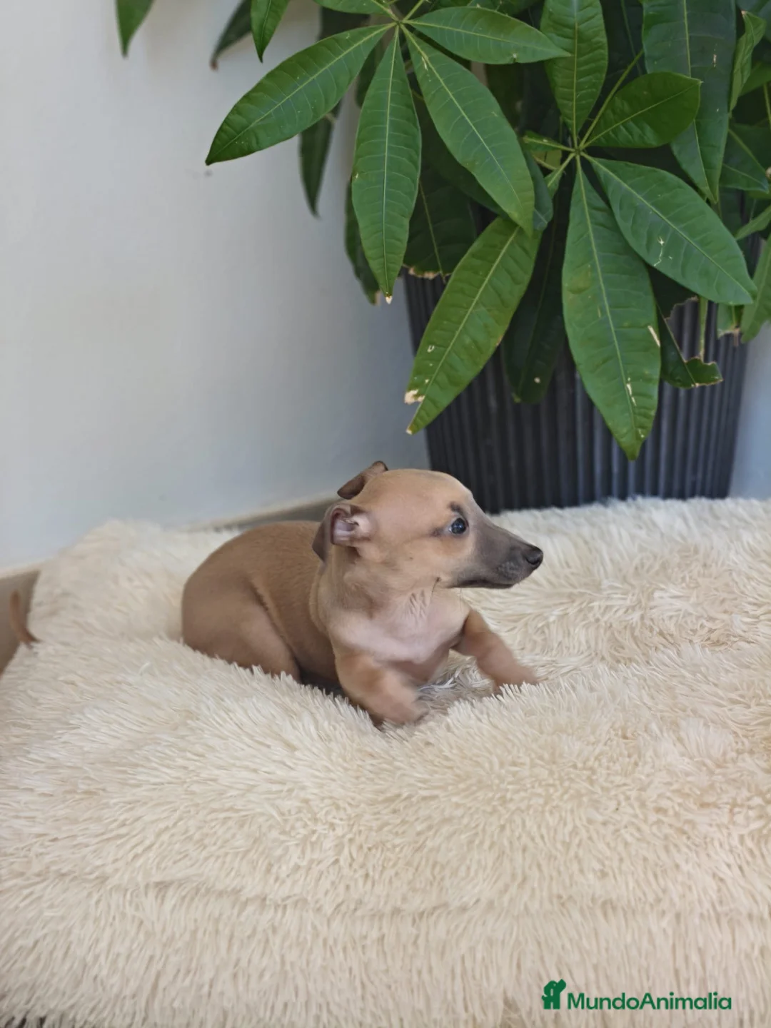 Pequeño Lebrel Italiano perros en venta: Piccolo lebrel italiano  - Anuncio 3
