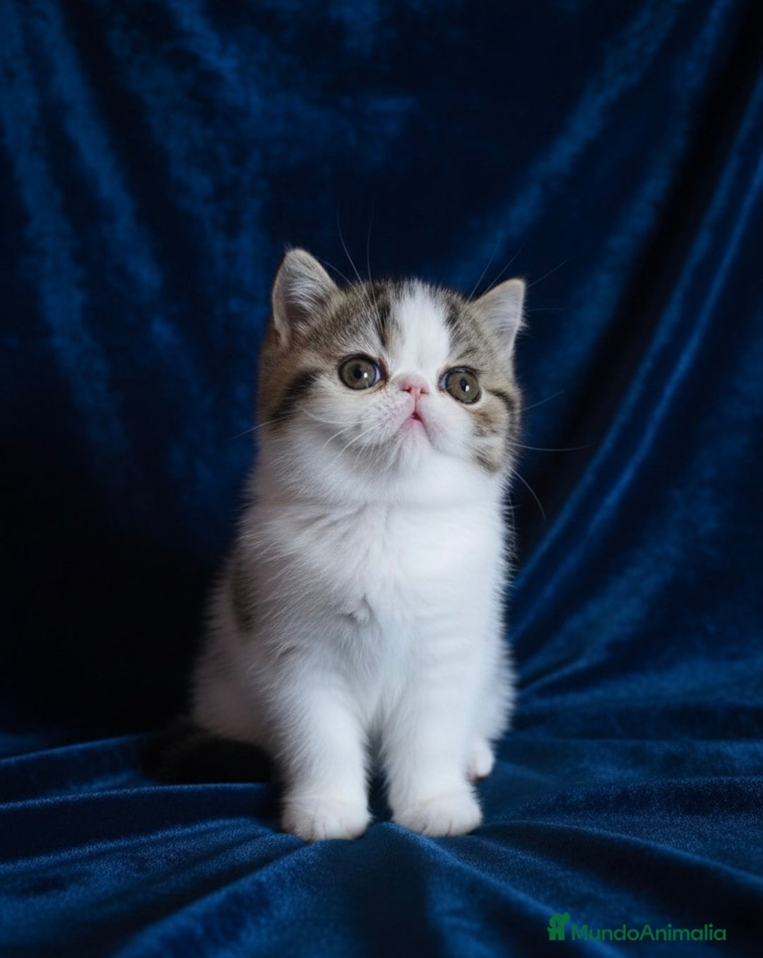 Exótico de Pelo Corto gatos en venta: Hembra Exótica - Calidad y Salud Garantizada - Anuncio 3