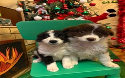 Border Collie perros en venta: Últimos cachorros de Boder collie!! - Anuncio 5