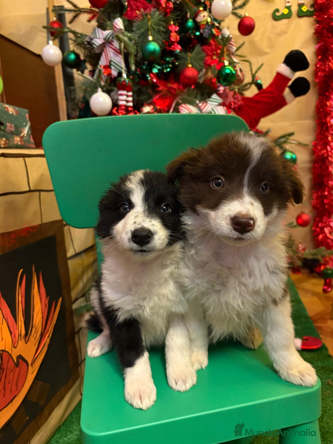 Border Collie perros en venta: Últimos cachorros de Boder collie!! - Anuncio 5