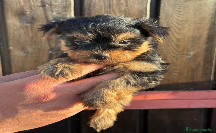 Yorkshire Terrier perros - Propaganda 1