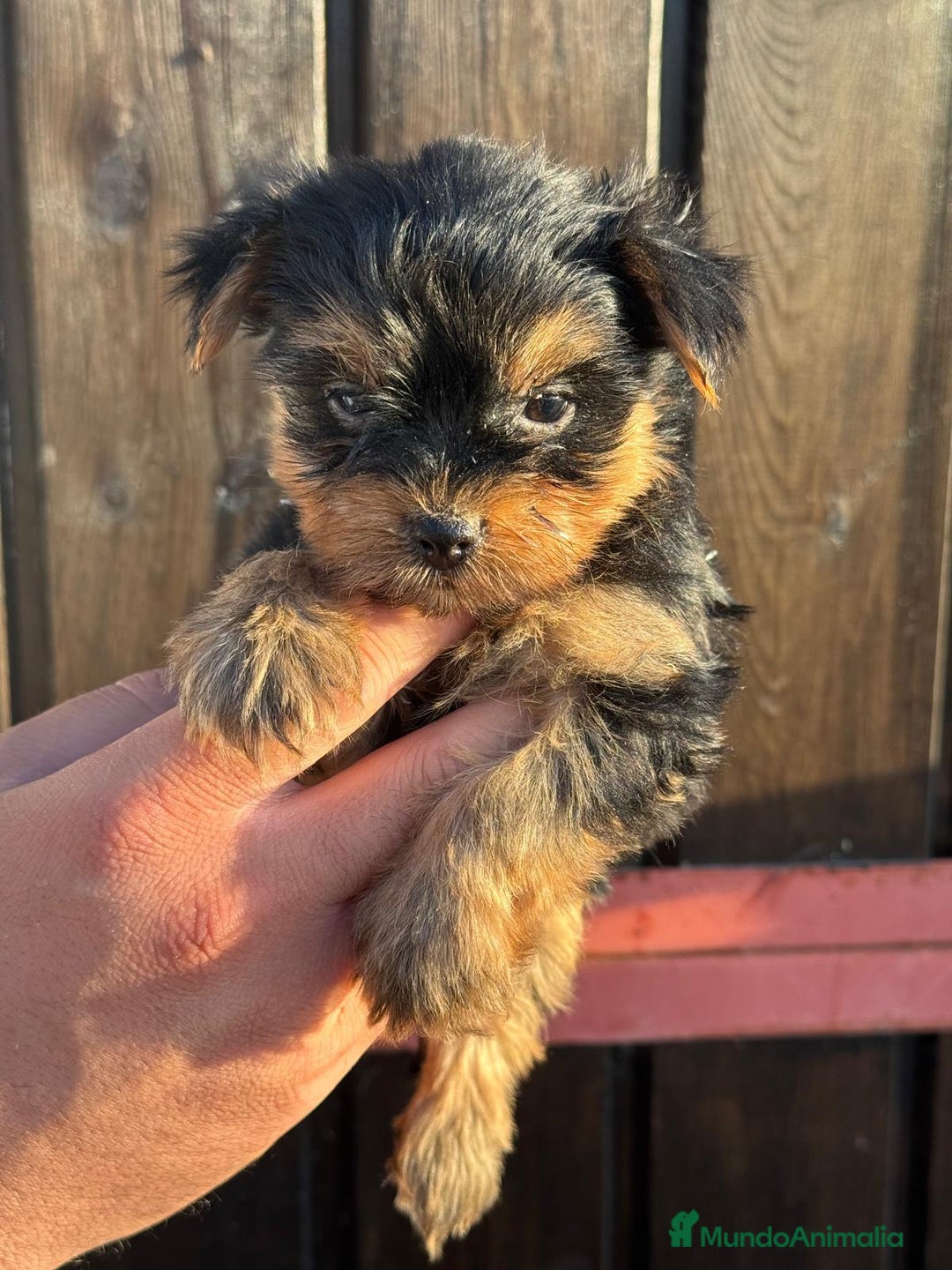 Yorkshire Terrier perros en venta: YORCSHIRE TERROER TOY - Imagen 1