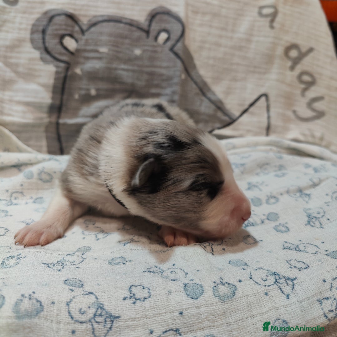 Border Collie perros en venta: Border Collie Blue Merle disponibles - Anuncio 6