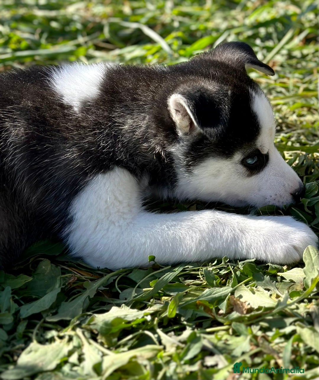 Husky Siberiano perros en venta: HUSKY NEGRO OJOS AZULES en Barcelona - Imagen 2