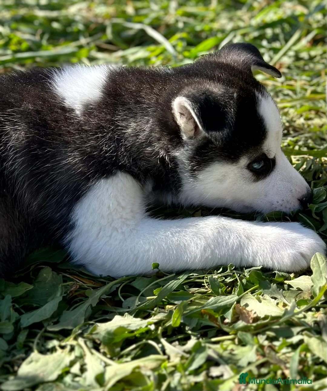 Husky Siberiano perros en venta: HUSKY NEGRO OJOS AZULES en Barcelona - Anuncio 2