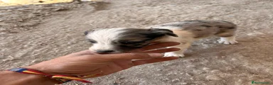 Border Collie 3