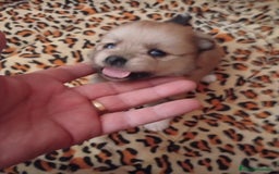 Pomerania perros en venta: POMERANIAS MINIS CALIDAD Y SELECCIÓN  - Imagen 3