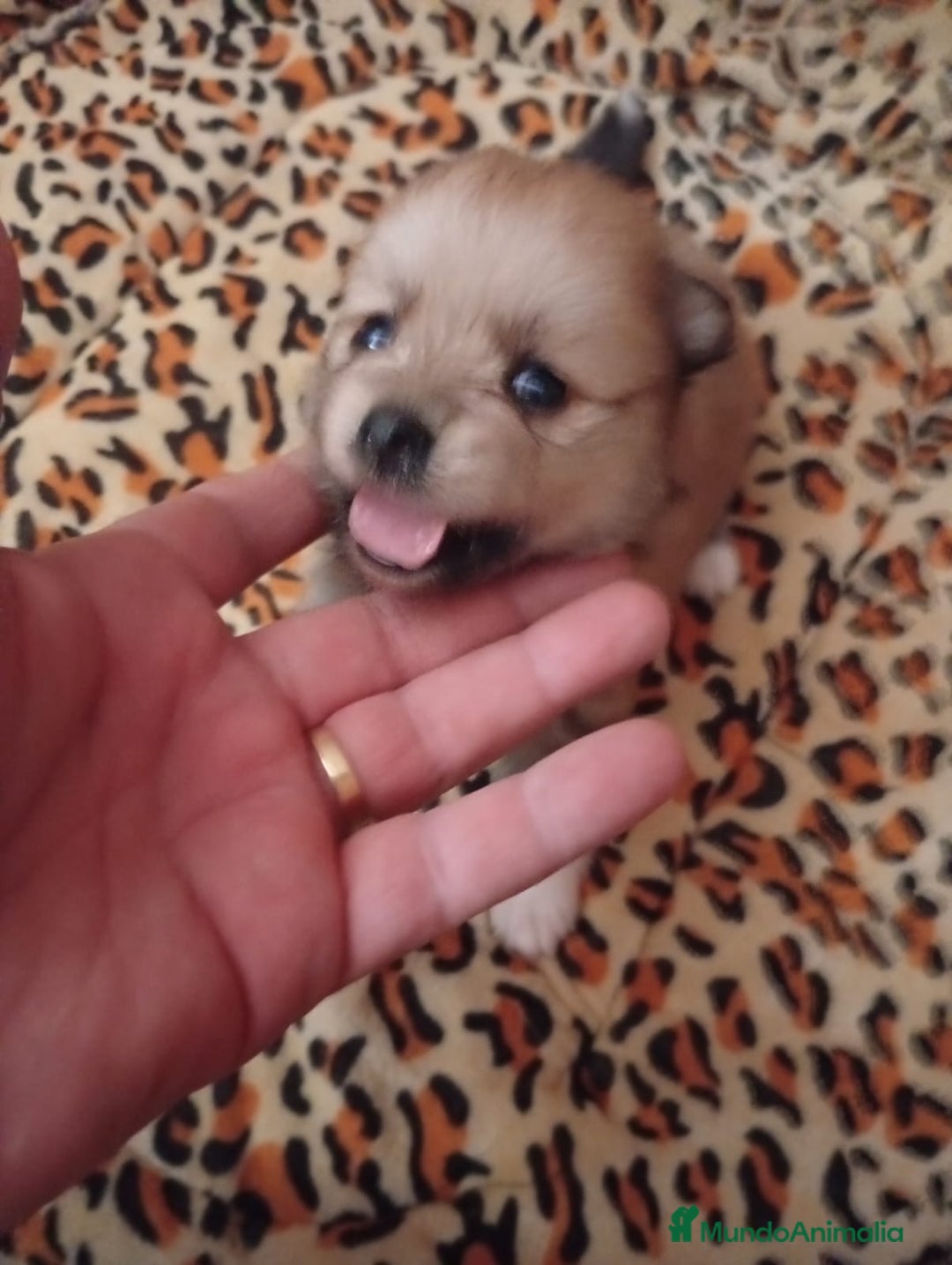 Pomerania perros en venta: POMERANIAS MINIS CALIDAD Y SELECCIÓN  - Imagen 3