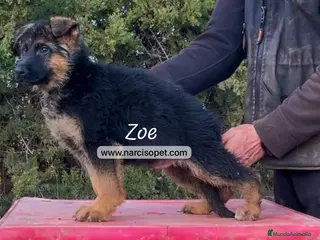 Pastor Alemán perros BEBE DE PASTOR ALEMAN en Asturias - Anuncio 4