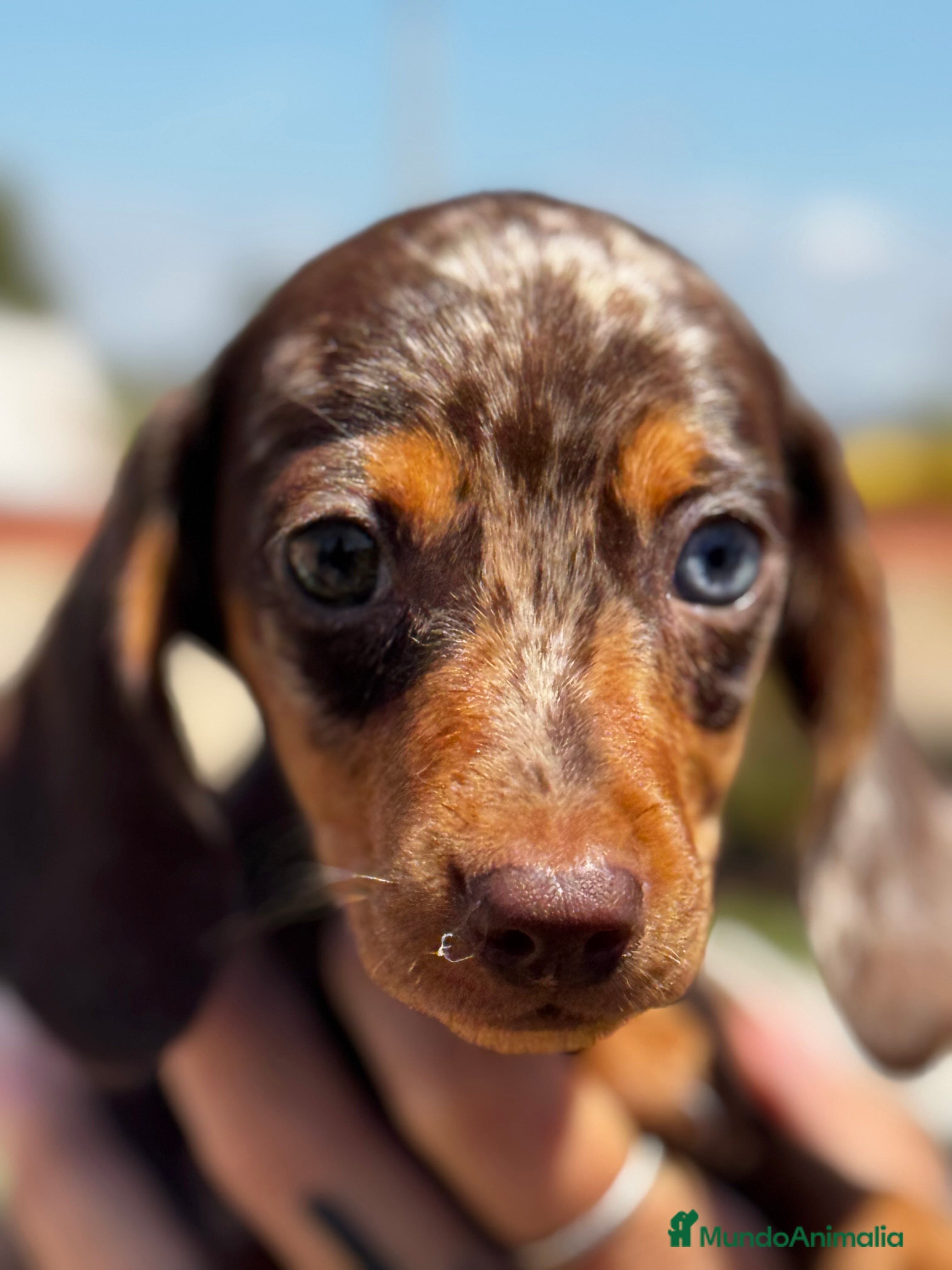 Teckel Miniatura perros Teckel mni en Illes Balears - Anuncio 16