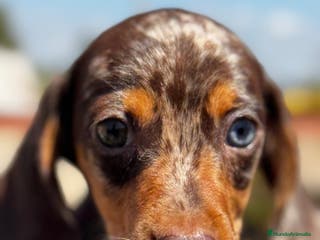 Teckel Miniatura perros Teckel mni en Illes Balears - Anuncio 22