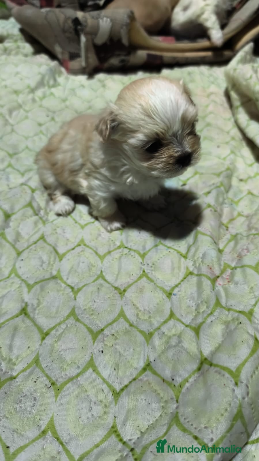 Raza Mixta perros Bichón maltés maltipoo - Anuncio 1