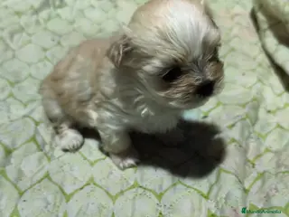 Raza Mixta perros Bichón maltés maltipoo - Anuncio 37