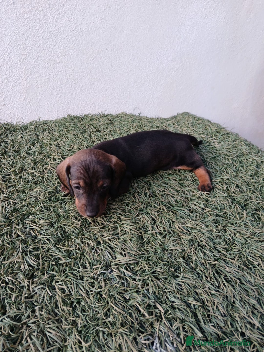 Teckel Miniatura perros en venta: camada teckel arlequín y todos los colores  - Anuncio 6