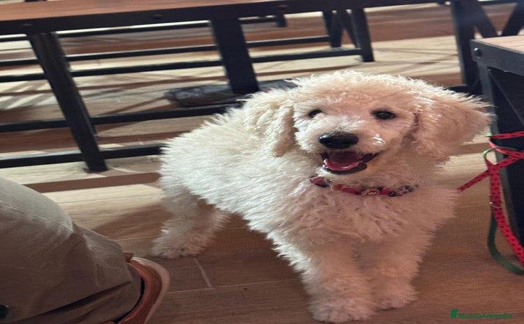 Caniche Gigante perros - Anuncio 1