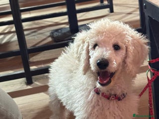 Caniche Gigante perros - Anuncio 13