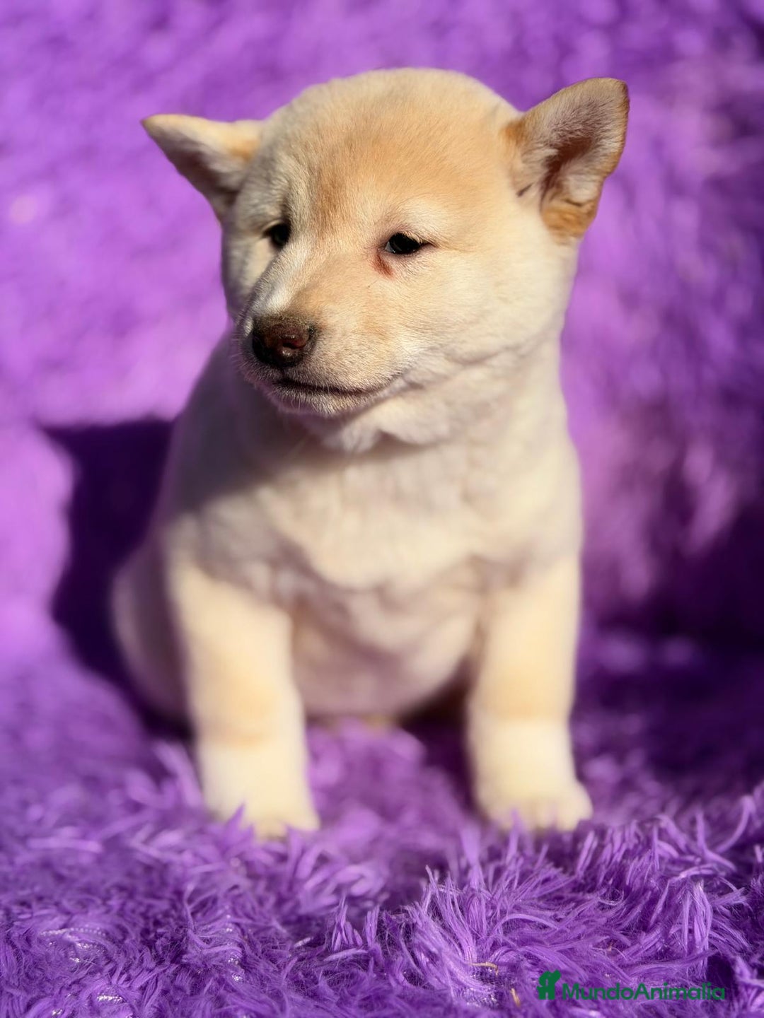 Shiba Inu perros en venta: SHIBA INU BLANCO HEMBRA - Anuncio 4