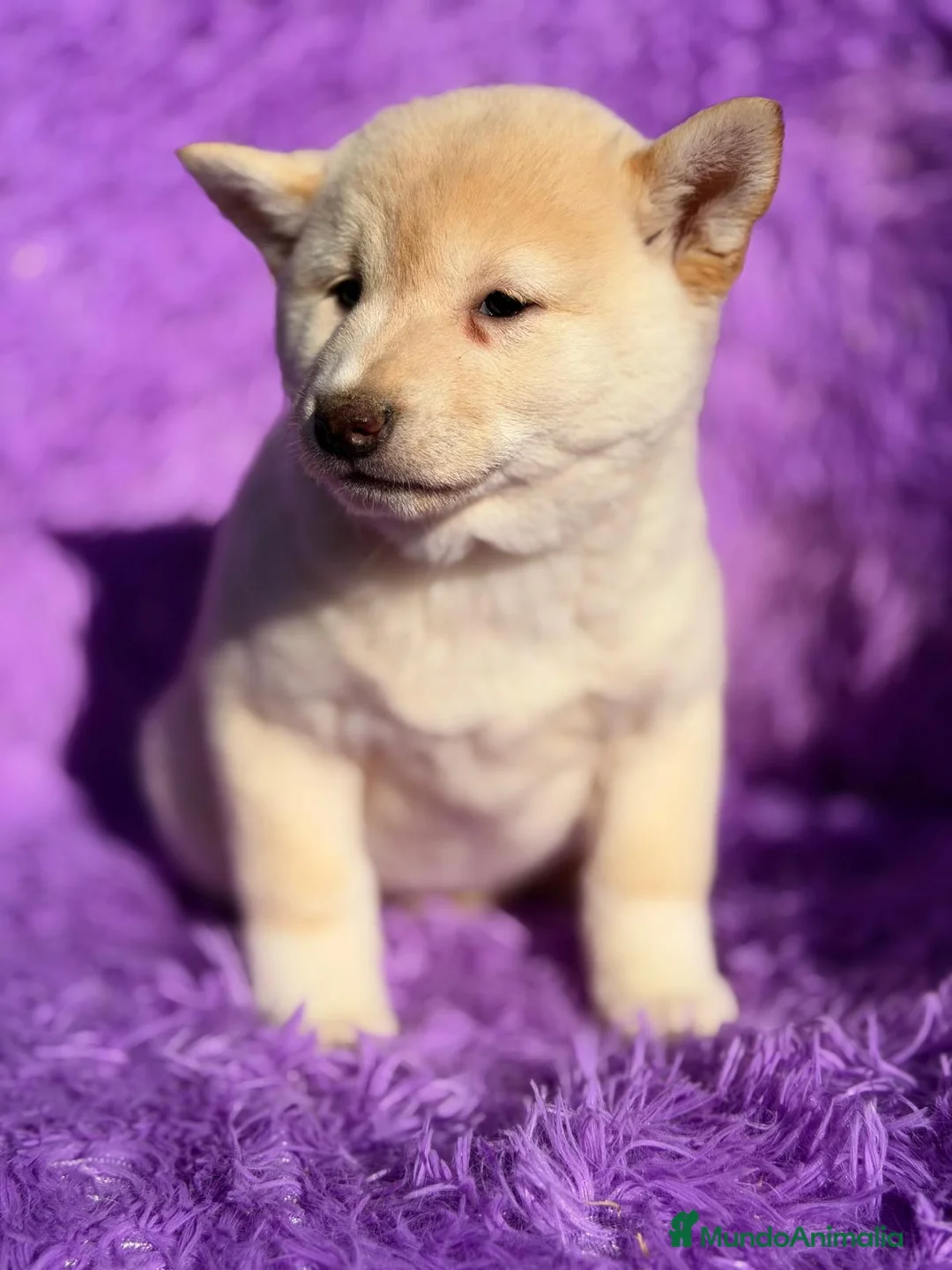 Shiba Inu perros en venta: SHIBA INU BLANCO HEMBRA - Anuncio 4