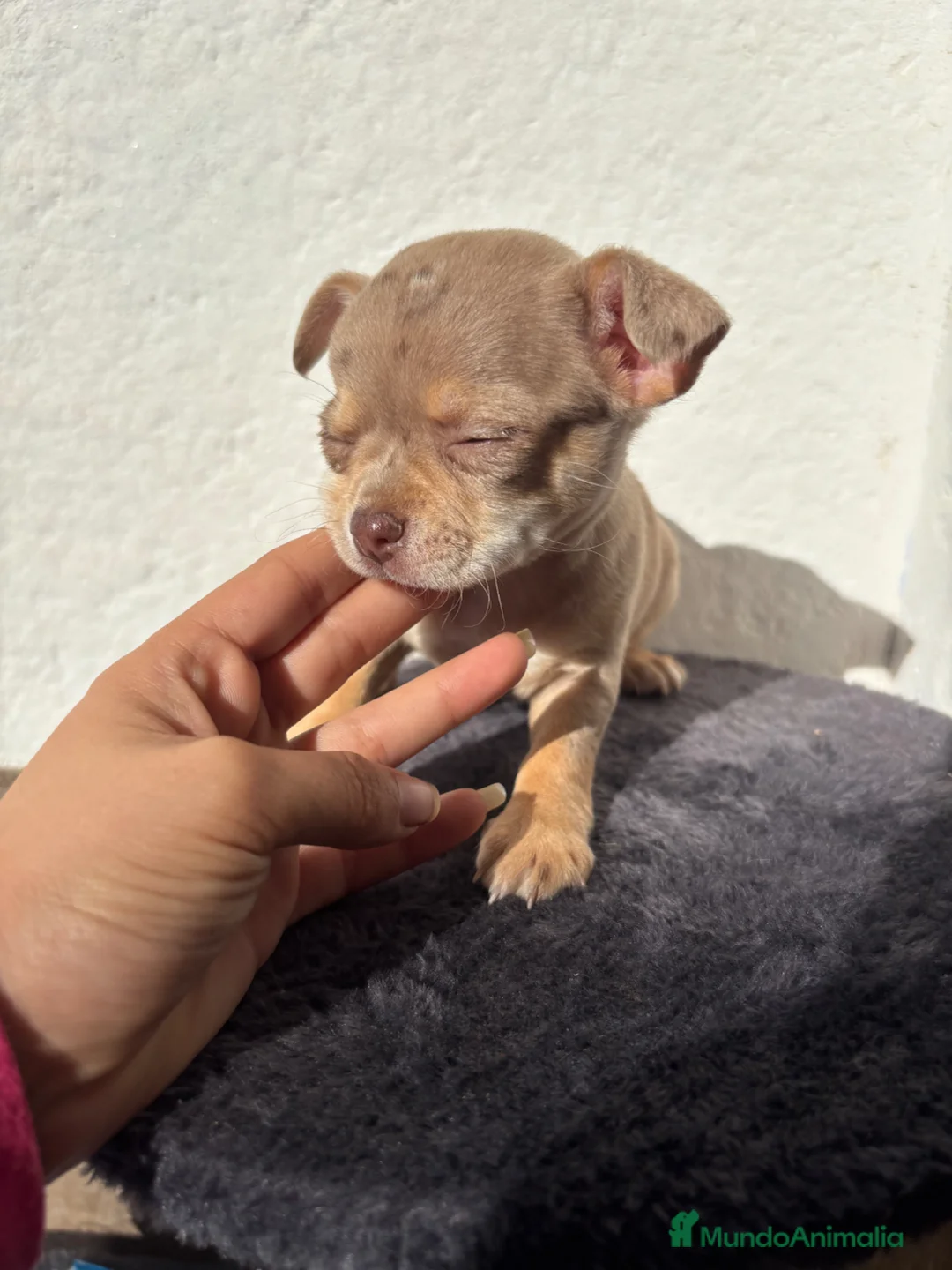 Chihuahua perros en venta: Hembra Chihuahua merle lilac🐾🐶 - Anuncio 7