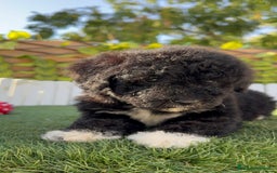 Perro de Agua Español perros en venta: PERRO DE AGUA HEMBRA - Imagen 11