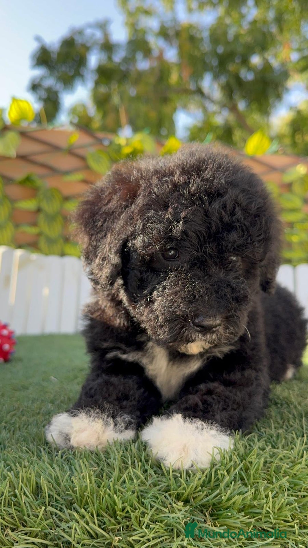 Perro de Agua Español perros en venta: PERRO DE AGUA HEMBRA - Imagen 11