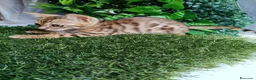 Bengalí gatos en venta: Gatos bengalí - Anuncio 2