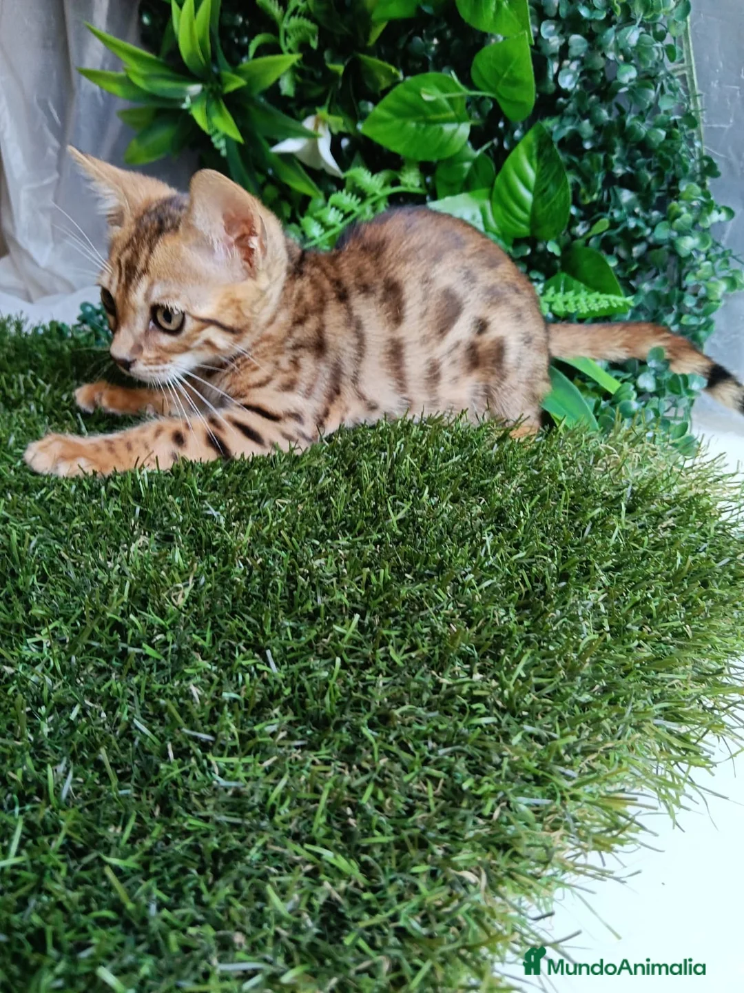 Bengalí gatos en venta: Gatos bengalí - Anuncio 2