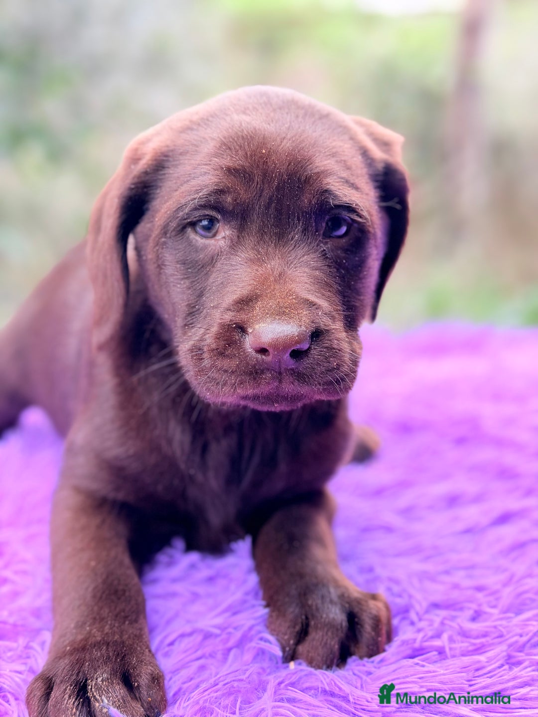 Labrador Retriever perros en venta: Labradora chocolate  - Anuncio 3