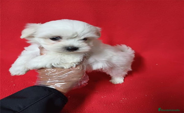 Bichón Maltés perros - Propaganda 1