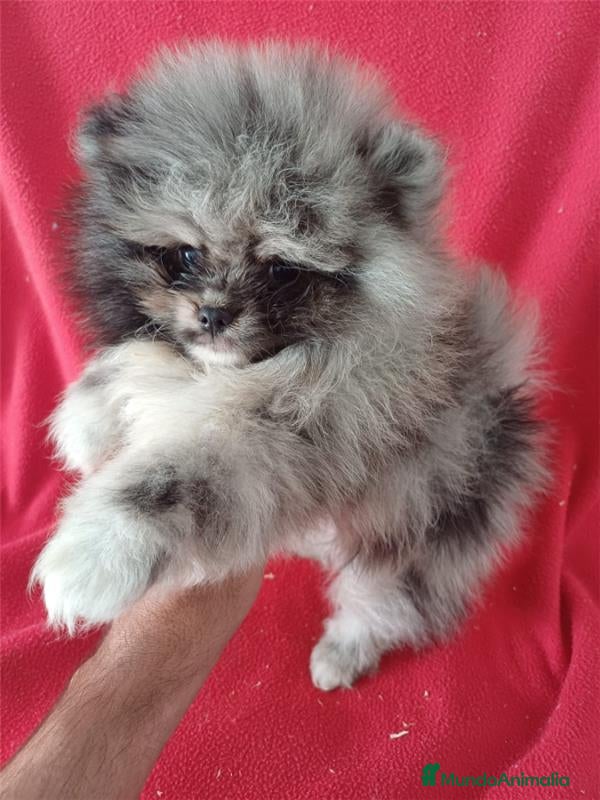 Pomerania perros Pomerania Mini Arlequin  - Anuncio 1