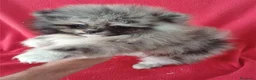 Pomerania perros en venta: Pomerania Mini Arlequin  - Anuncio 1