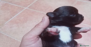 Chihuahua perros - Anuncio 1