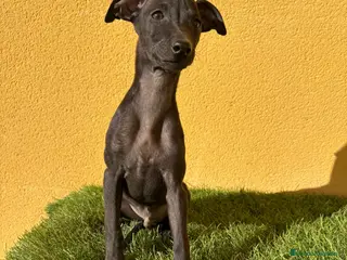 Pequeño Lebrel Italiano perros piccolo lebrel italiano galgito - Anuncio 11