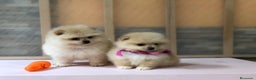Pomerania perros en venta: Pomerania mini - Anuncio 5