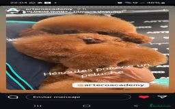 Caniche Toy perros en venta: Caniches Toy  - Imagen 5