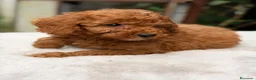 Caniche Enano perros en venta: ÚLTIMA CANICHE ENANA ROJA DISPONIBLE - Anuncio 2
