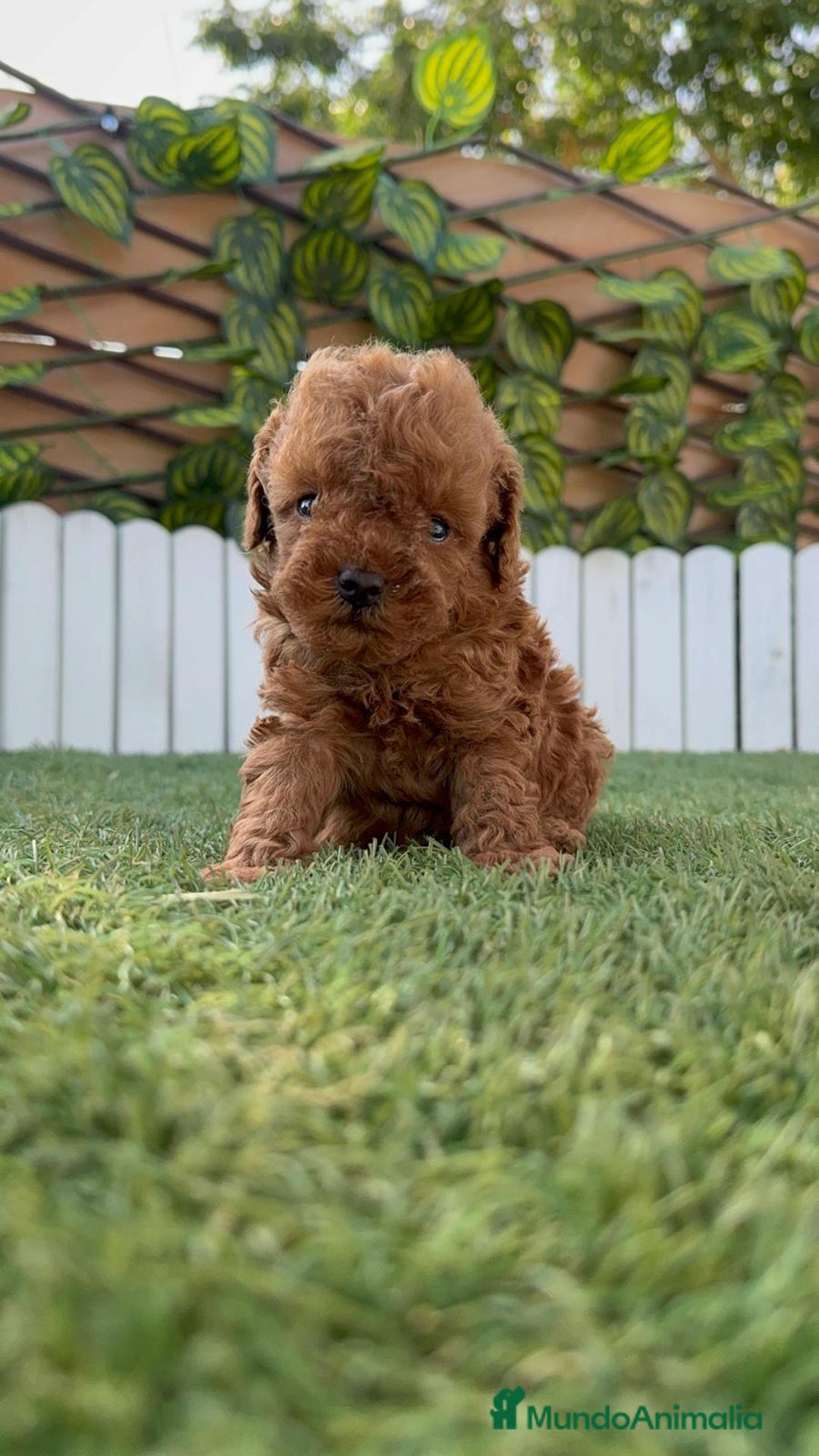 Caniche Toy perros en venta: CANICHE TOY ROJO MACHO - Imagen 15