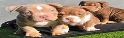 American Bully perros en venta: American bully pocket  - Anuncio 1