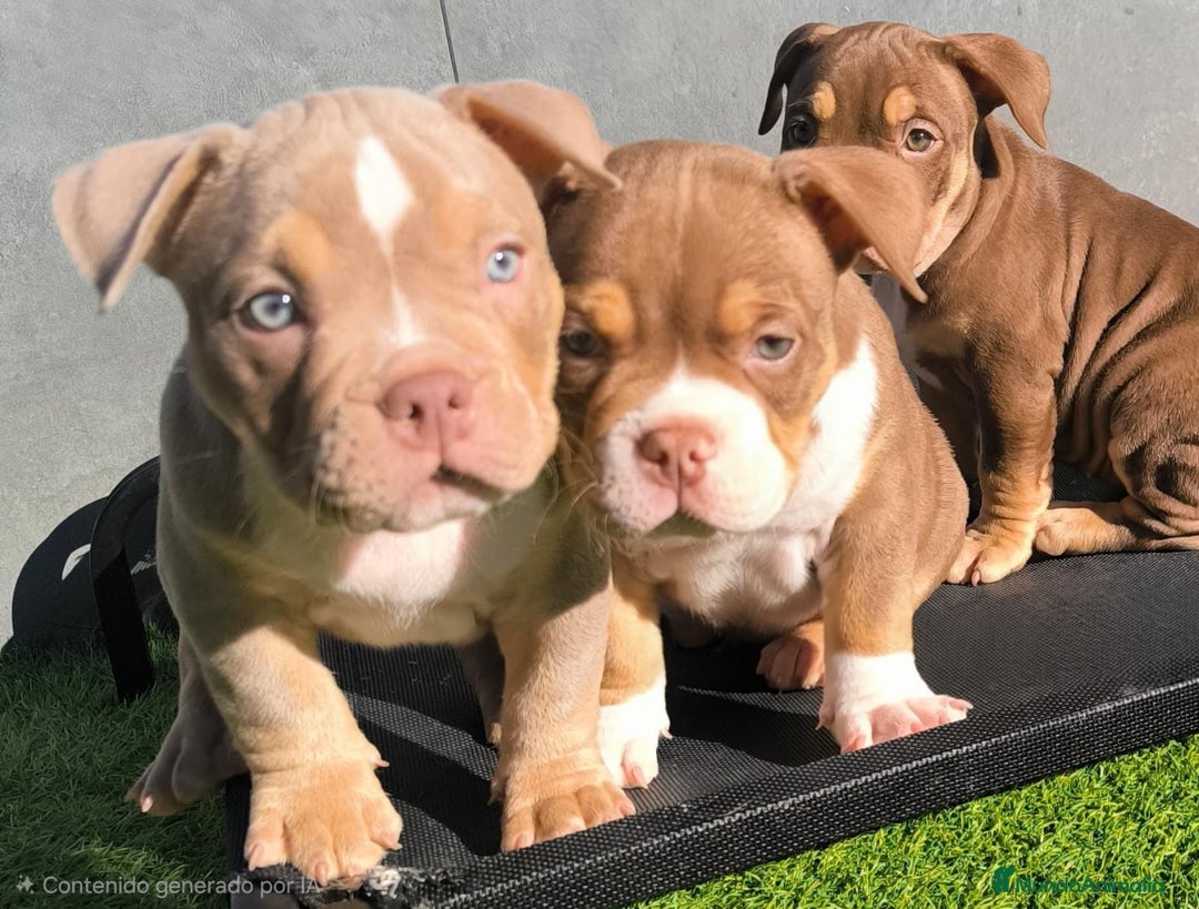 American Bully perros en venta: American bully pocket  - Anuncio 1