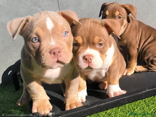 American Bully perros American bully pocket - Anuncio 1