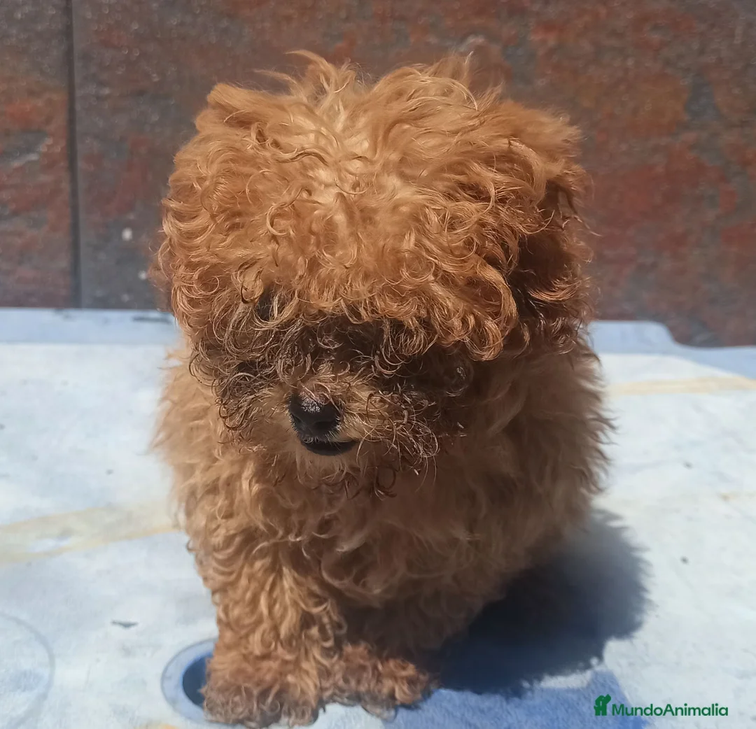 Caniche Toy perros en venta: CANICHE TOY - Anuncio 5