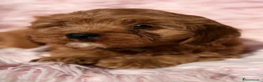 Cavapoo 3