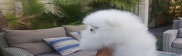 Pomerania perros en venta: LULÚ DE POMERANIA ESPECTACULARES////// en Badajoz - Anuncio 2