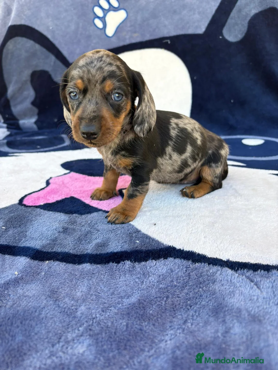 Teckel Miniatura perros en venta: Cachorros de Teckel Miniatura  - Anuncio 2