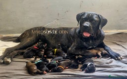 Cane Corso perros en venta: Cachorros Cane Corso - Imagen 1