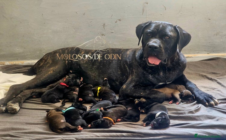 Cane Corso perros - Anuncio 1