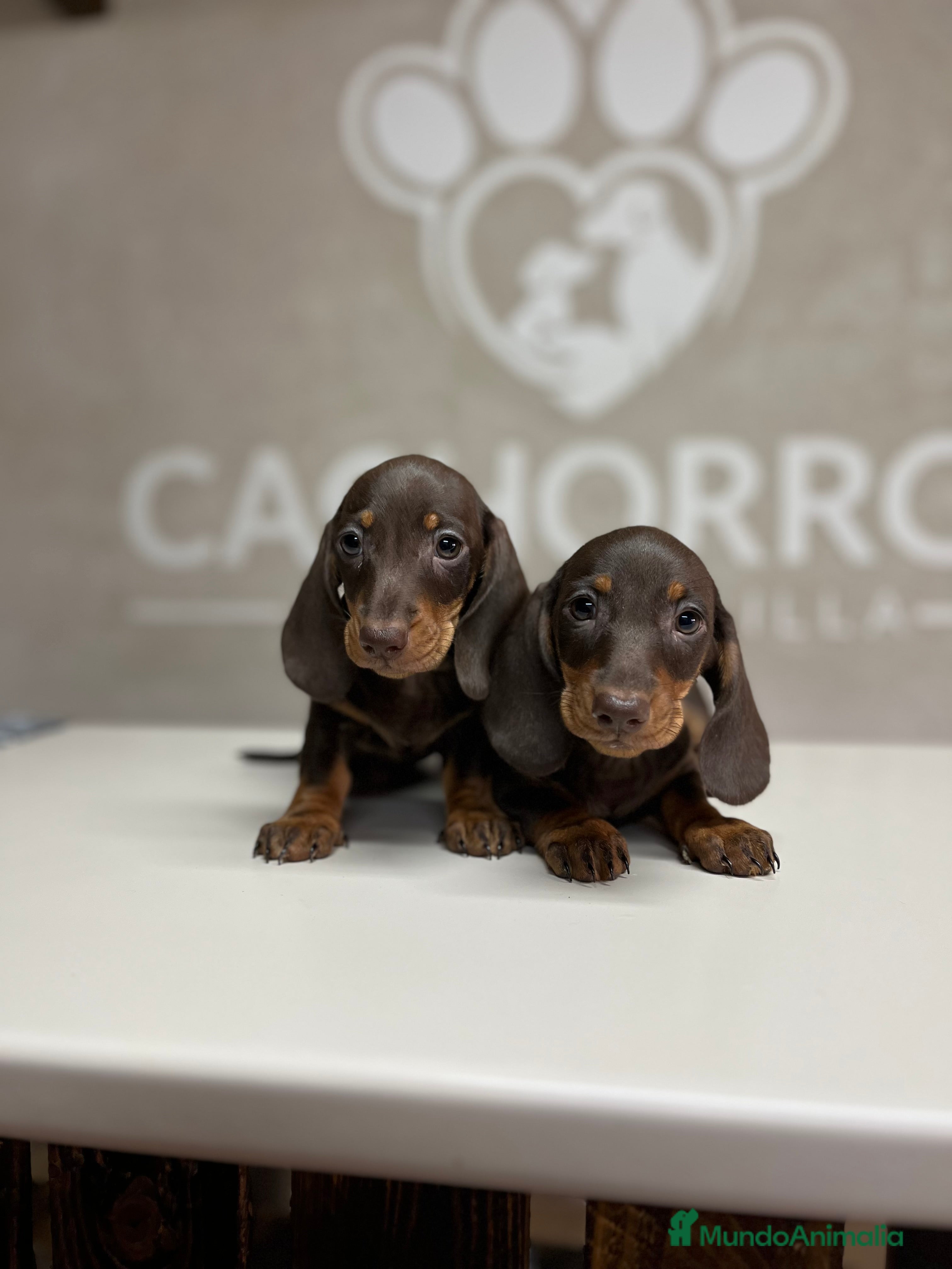 Teckel perros Teckel chocolate  - Anuncio 1