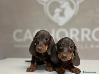 Teckel perros Teckel chocolate - Anuncio 1