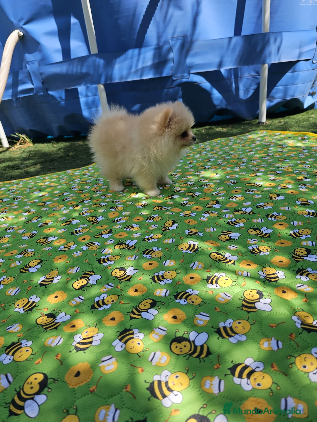Pomerania perros en venta: Pomerania crema - Anuncio 4