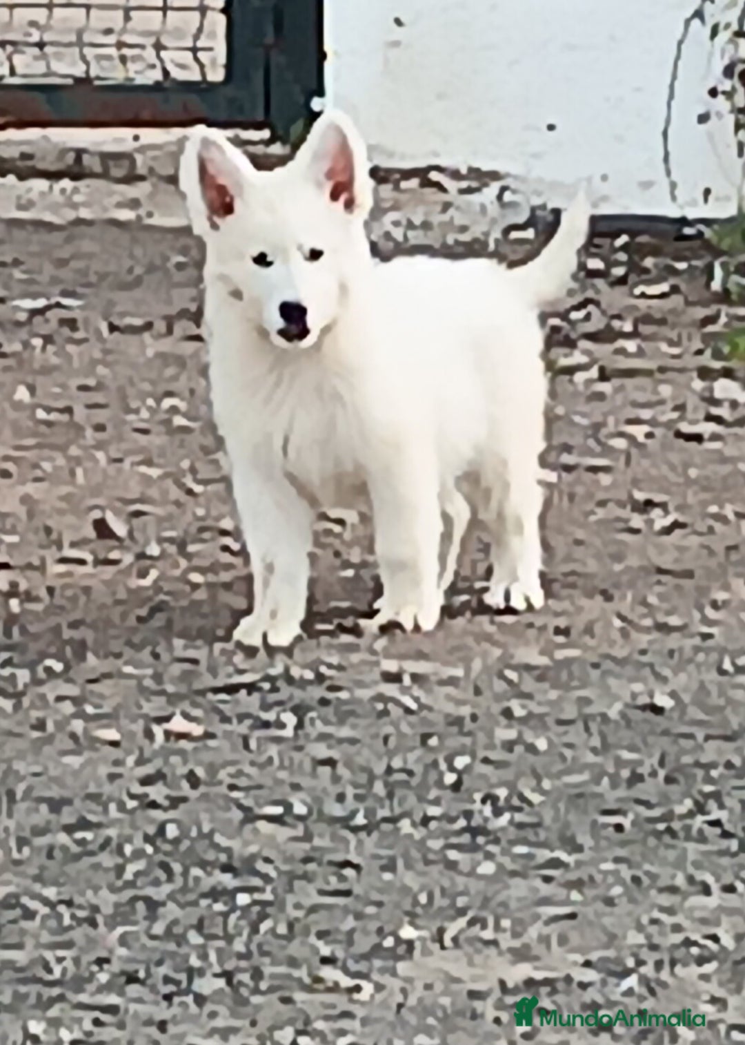 Pastor Blanco Suizo perros en venta: Pastor Blanco Suizo  - Anuncio 6